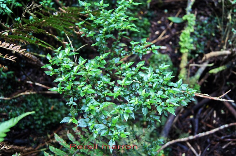 Persil marron- Pilea sp - Urticacée - B
