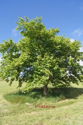 Platane-3