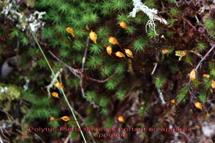 Polytric- Pieds femelles