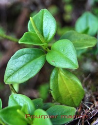 Pourpier marron - Peperomia sp- Pipéracée- B