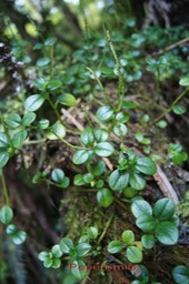 Pourpier marron - Peperomia sp