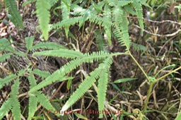 Sticherus flagellaris- I