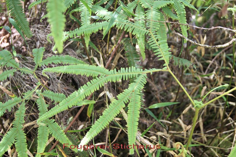 Sticherus flagellaris- I
