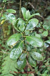 Ti Bois de corail - Chassalia gaertneroides- Rubiacée - B