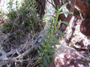 9Angraecum sp. - Ø - Orchidaceae - ??? Endémique La Réunion