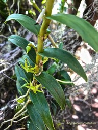 Angraecum costatum  ?  IMG_6297