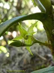 Angraecum costatum ?  P1450124