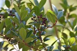 Liane Savon - Embelia Angustifolia - MYRSINACEAE - Endémique Réunion, Maurice
