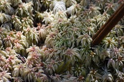 Sphaigne - Sphagnum L.