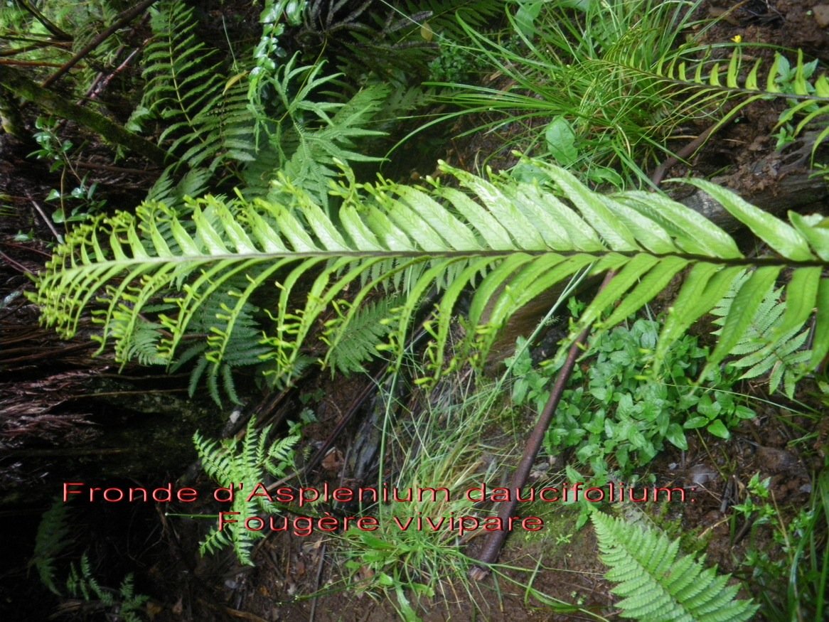 Fronde d'Asplenium daucifolium