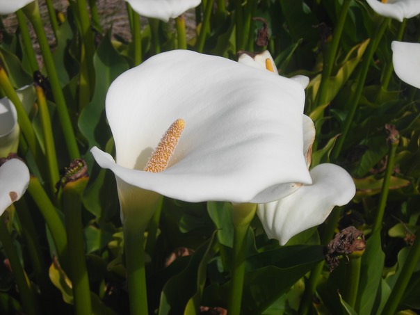 28 Arums 