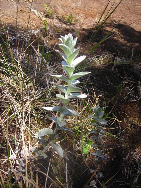 3 Psiadia argentea 