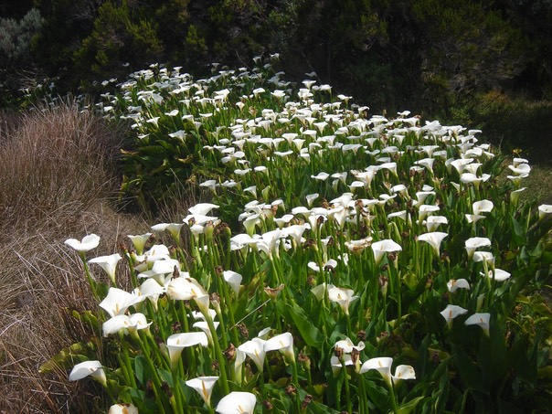 31 Arums 