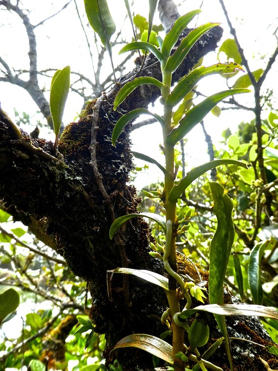 Angraecum costatum P1450603