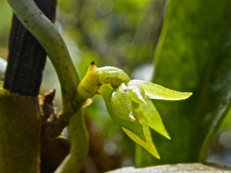 Angraecum costatum P1450605