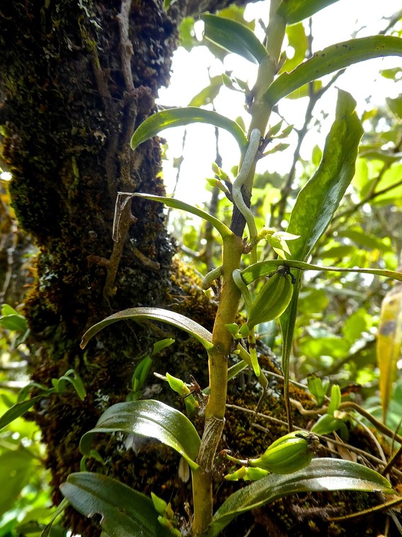 Angraecum costatum P1450608