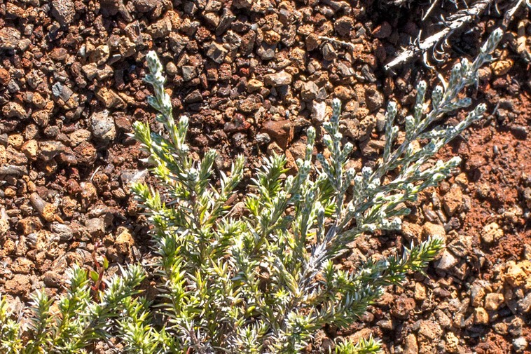 Branle blanc hétérophyllie (Stoebe passerinoides)