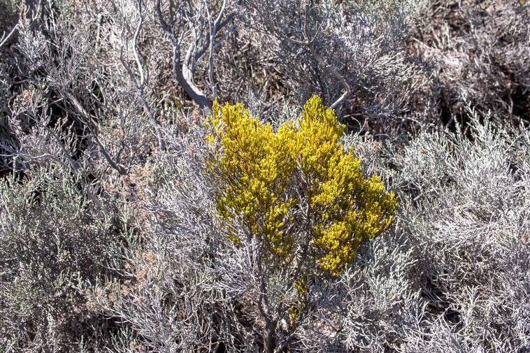 Branle vert (Erica reunionensis) et Branle blanc (Stoebe passerinoides)