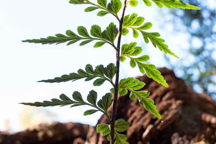 fougère Asplenium affine