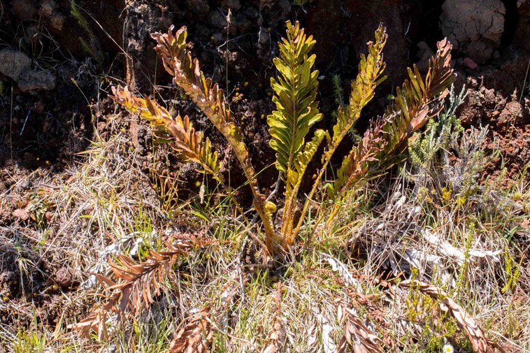 fougère Blechnum tabulare