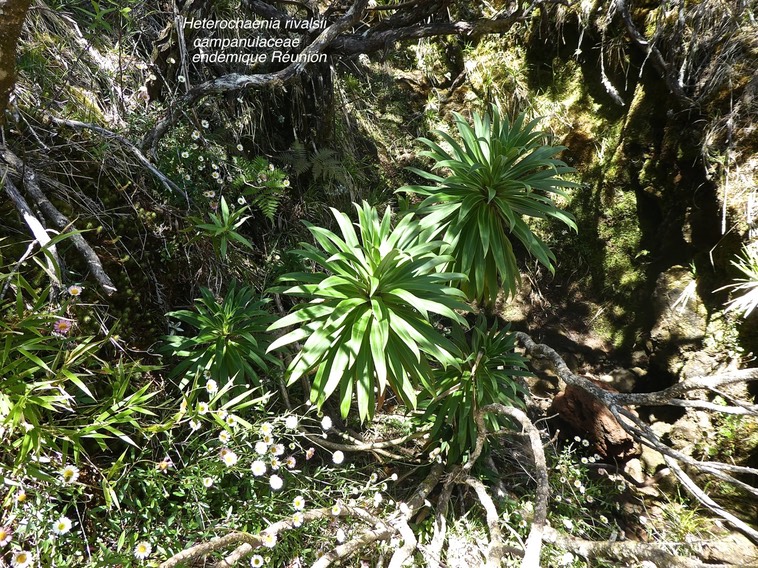 Heterochaenia rivalsii P1450520