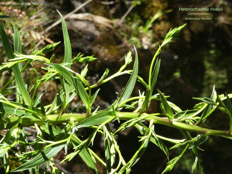 Heterochaenia rivalsii P1450531