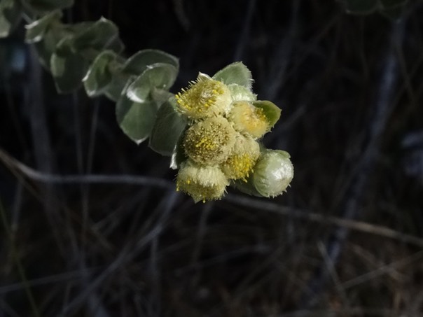 Psiadia argentea - Endémique Réunion