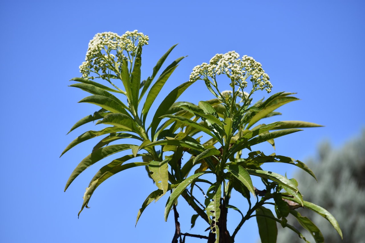 Psiadia laurifolia - Endémique Réunion 