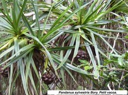  Pandanus sylvestris Bory. Petit vacoa.P1060205