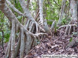 Pandanus sylvestris Bory. Petit vacoa. P1060215