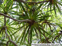  Pandanus sylvestris Bory. Petit vacoa. P1060199