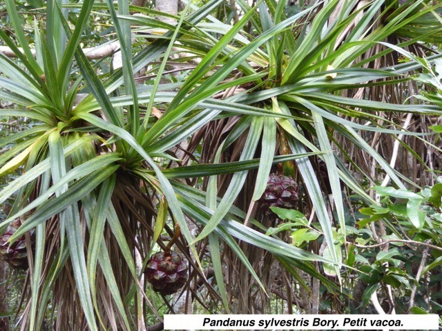  Pandanus sylvestris Bory. Petit vacoa.P1060205