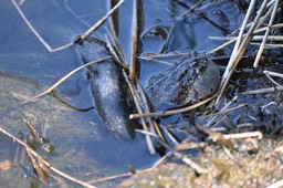 Bufo gutturalis - Crapaud se retenant de coasser - BUFONIDAE - Exotique