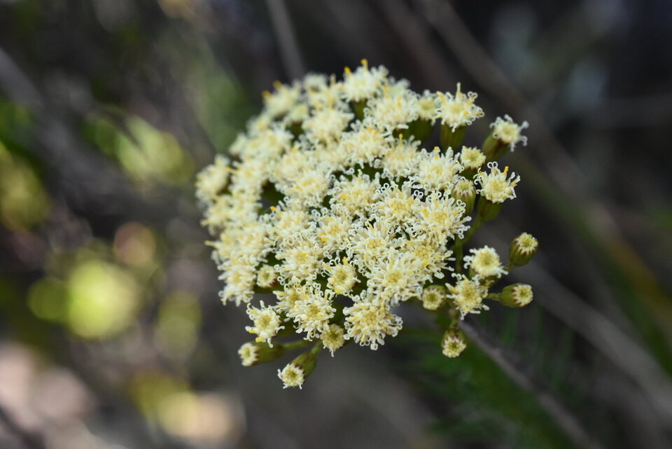 Faujasia pinifolia - ASTERACEAE - Endémique Réunion - MB2_8430