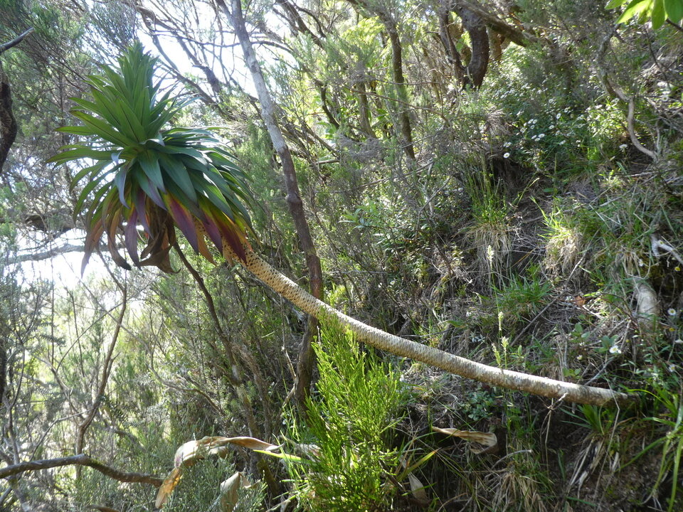 Heterochaenia rivalsii ?  CAMPANULACEAE - Endémique Réunion - P1050244