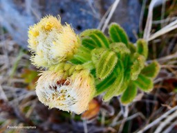 Psiadia callocephala.asteraceae.endémique Réunion.P1036375