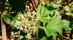 Rubus apetalum. ronce blanche.rosaceae.indigène Réunion P1036213