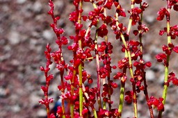 Rumex acetosella. petite oseille ;polygonaceae. espèce envahissante. P1036058