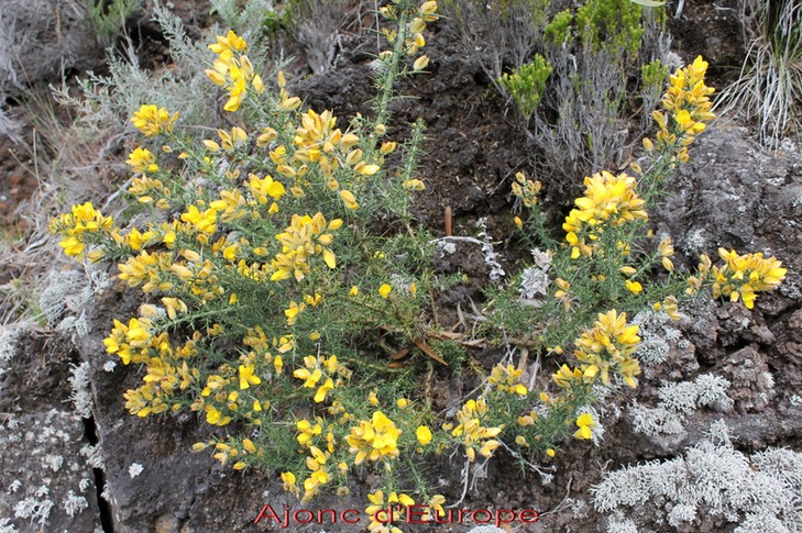 Ajonc d'Europe - Ulex europaeus - Fabacée - exo