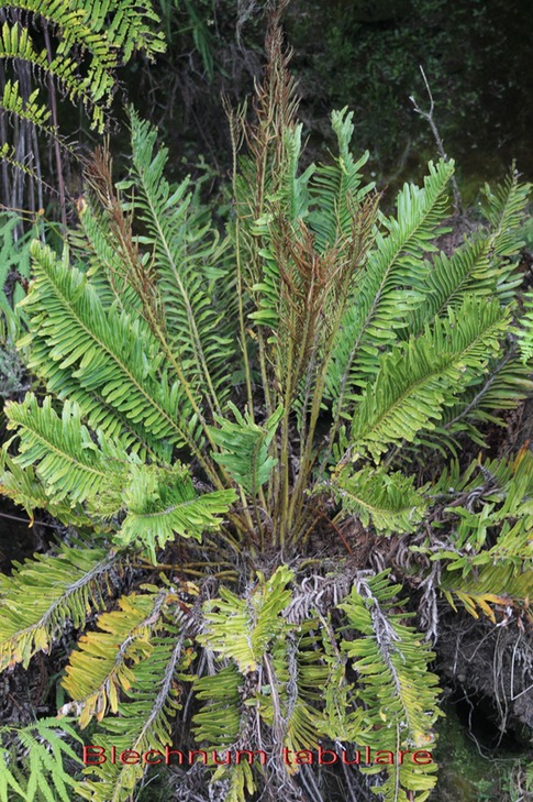 Blechnum tabulare - Blechnacée - I