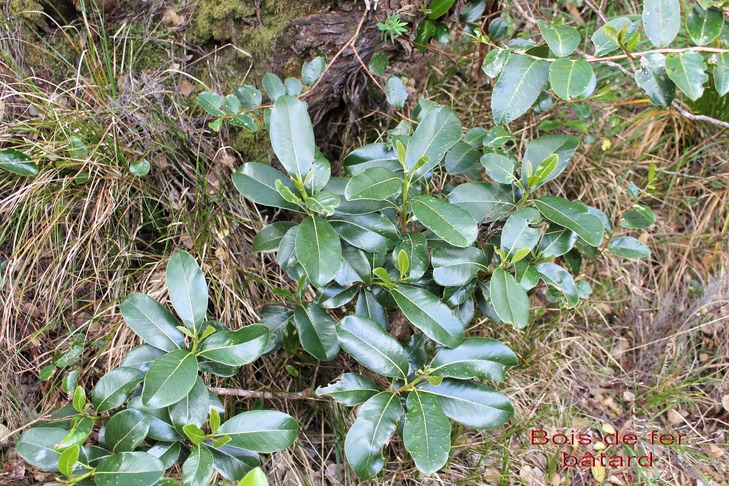 Bois de fer bâtard - Sideroxylon borbonicum - Sapotacée - B