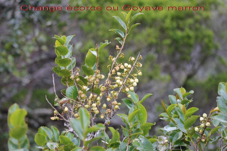 Change écorce - Aphloia theiformis - Aphloiacée - I