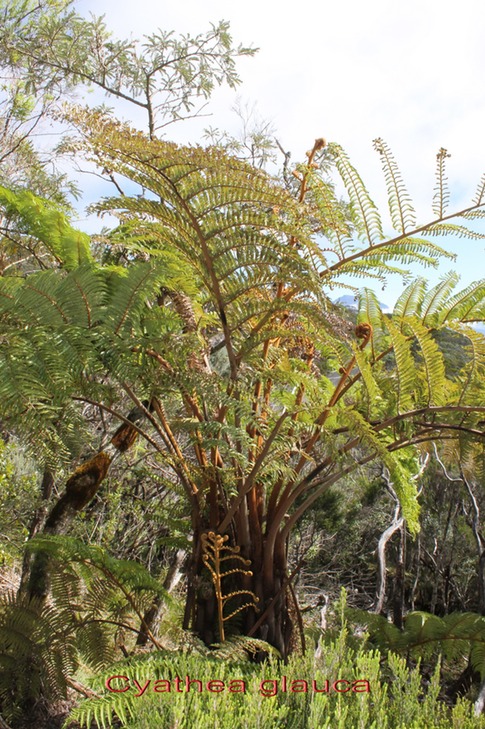Cyathea glauca - Cyatheacée - B