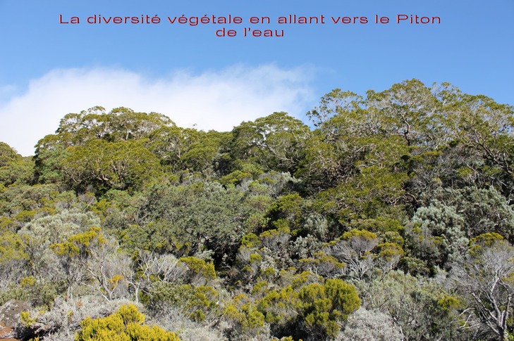 Diversité végétale