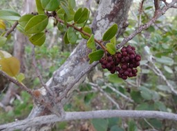 DSC04529 2 Embelia angustifolia Lians savon fruits