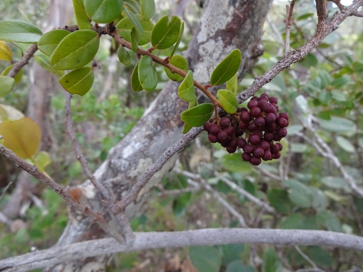 DSC04529 2 Embelia angustifolia Lians savon fruits