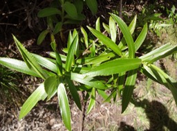 DSC04535 faujasia salicifolia Chasse vieillesse (2)