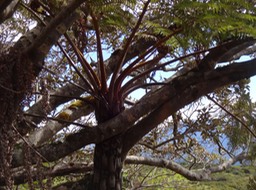 DSC04539 Dombeya et Cyathea glauca