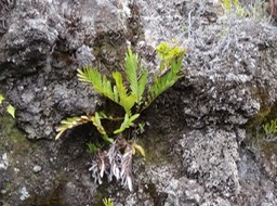 DSC04546 Blechnum tabulare
