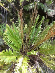 DSC04548 Blechnum tabulare frondes fertiles brunes